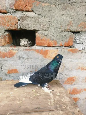 Giribaz Pigeon