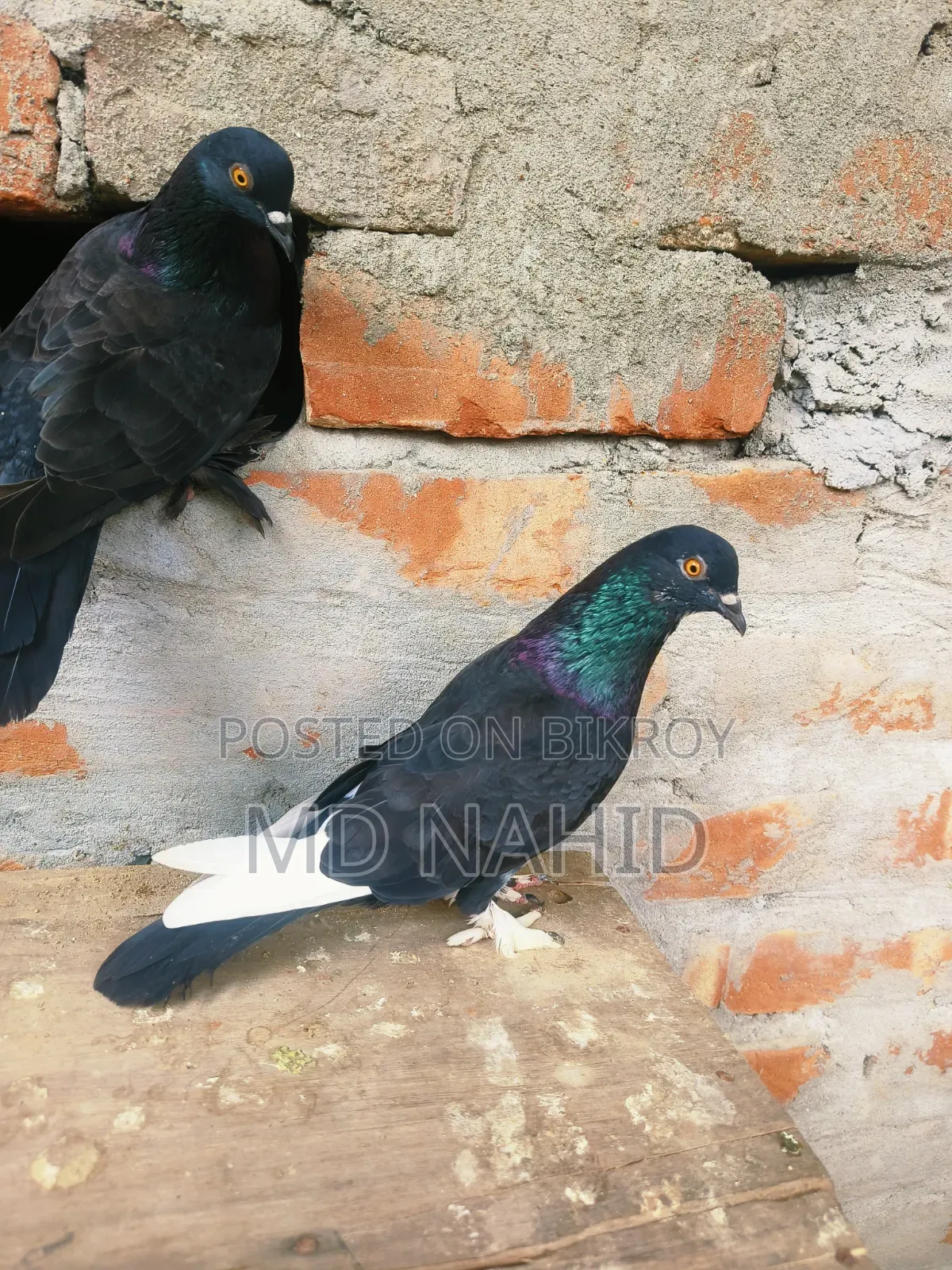 Giribaz Pigeon