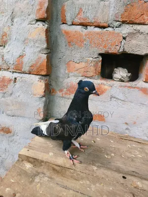 Giribaz Pigeon