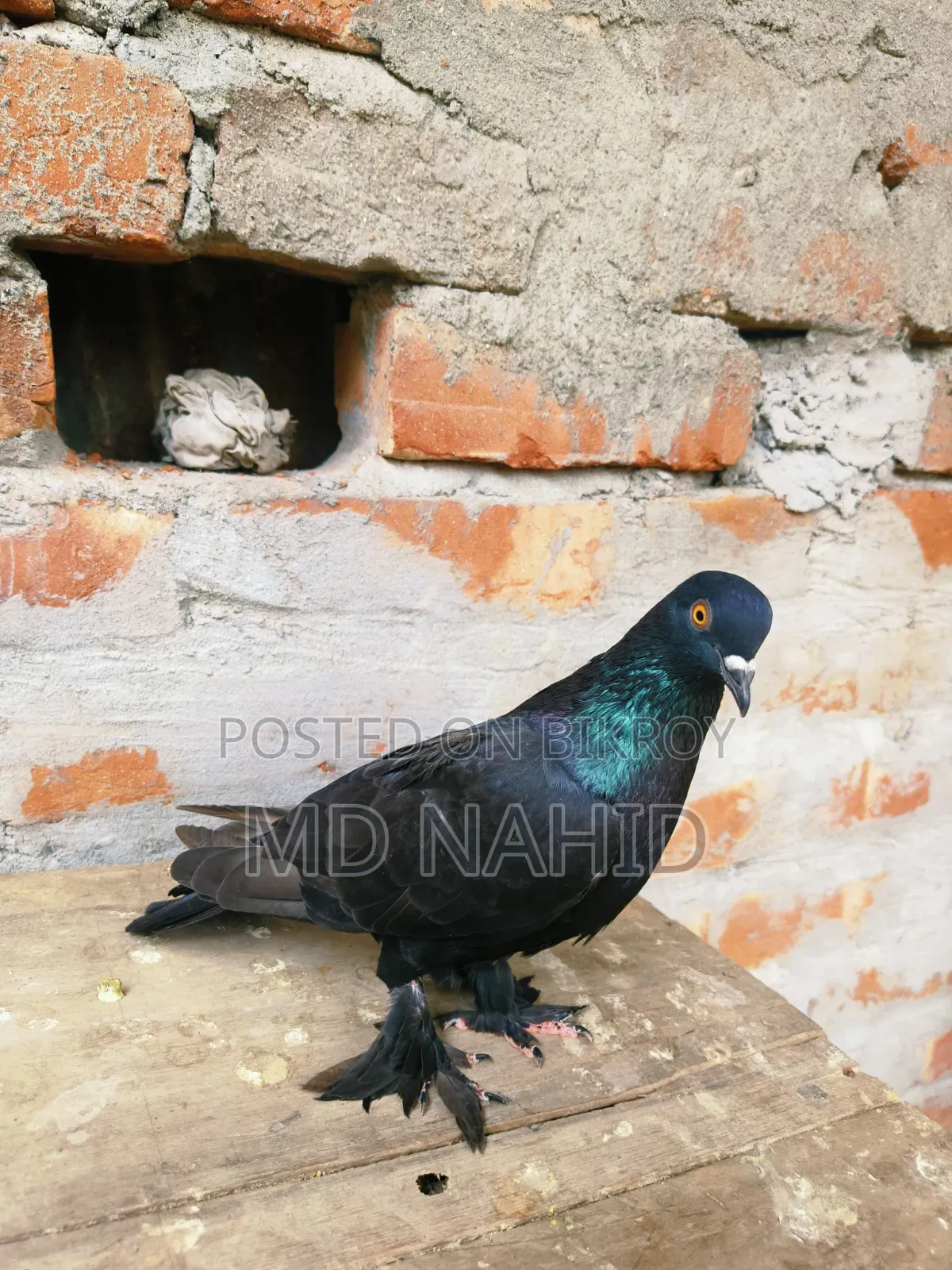 Giribaz Pigeon