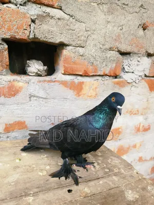 Giribaz Pigeon