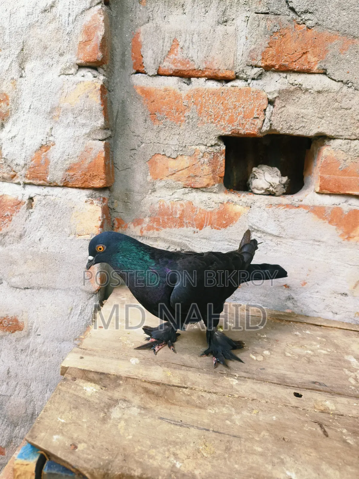 Giribaz Pigeon