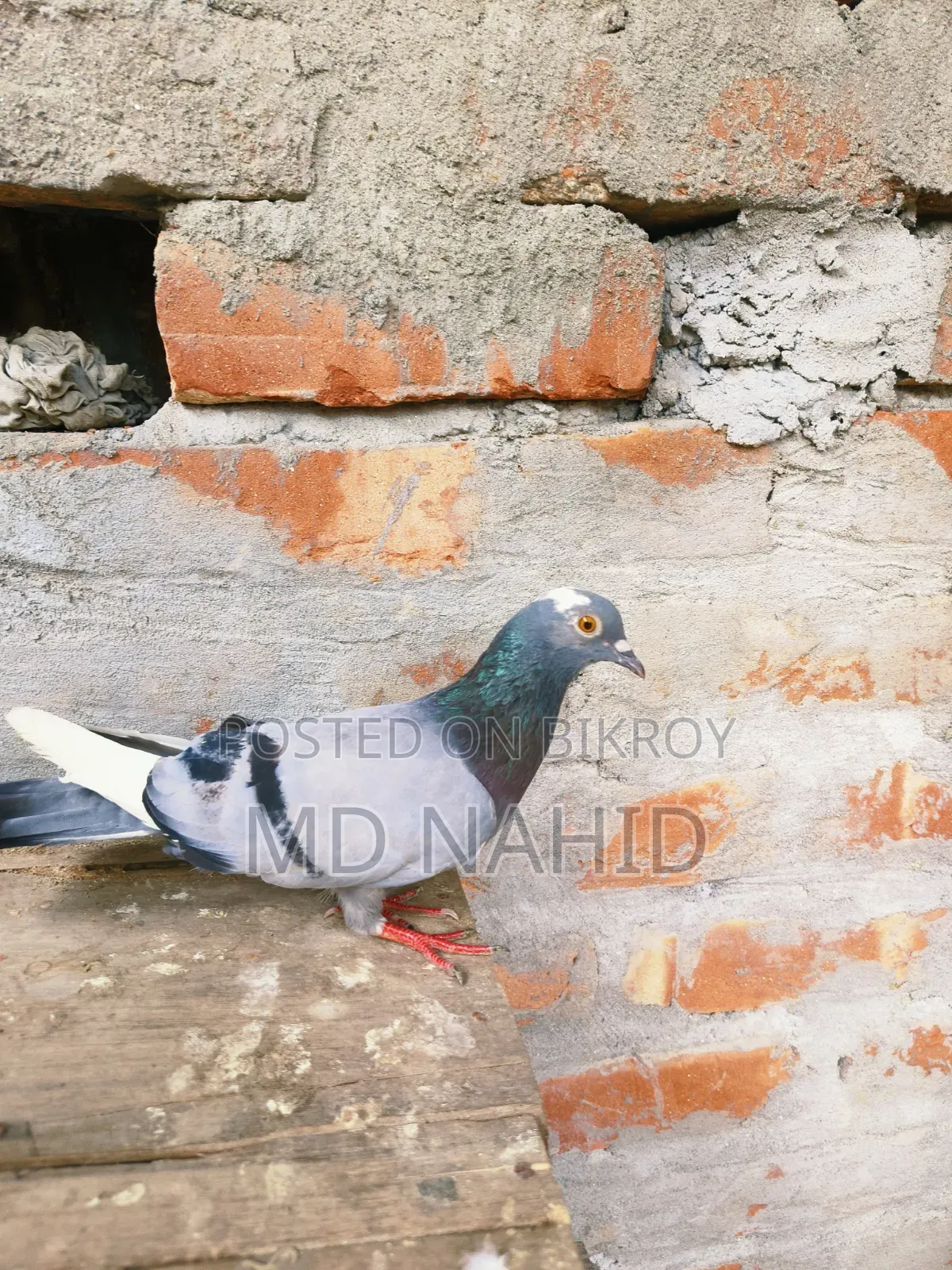 Giribaz Pigeon