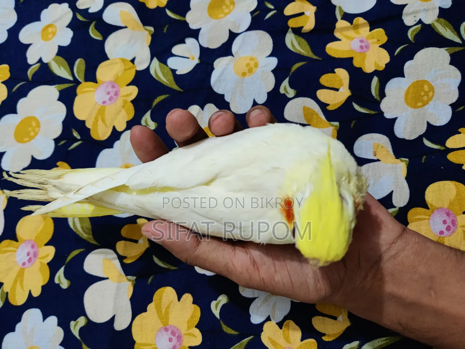 Team Size Cockatiel