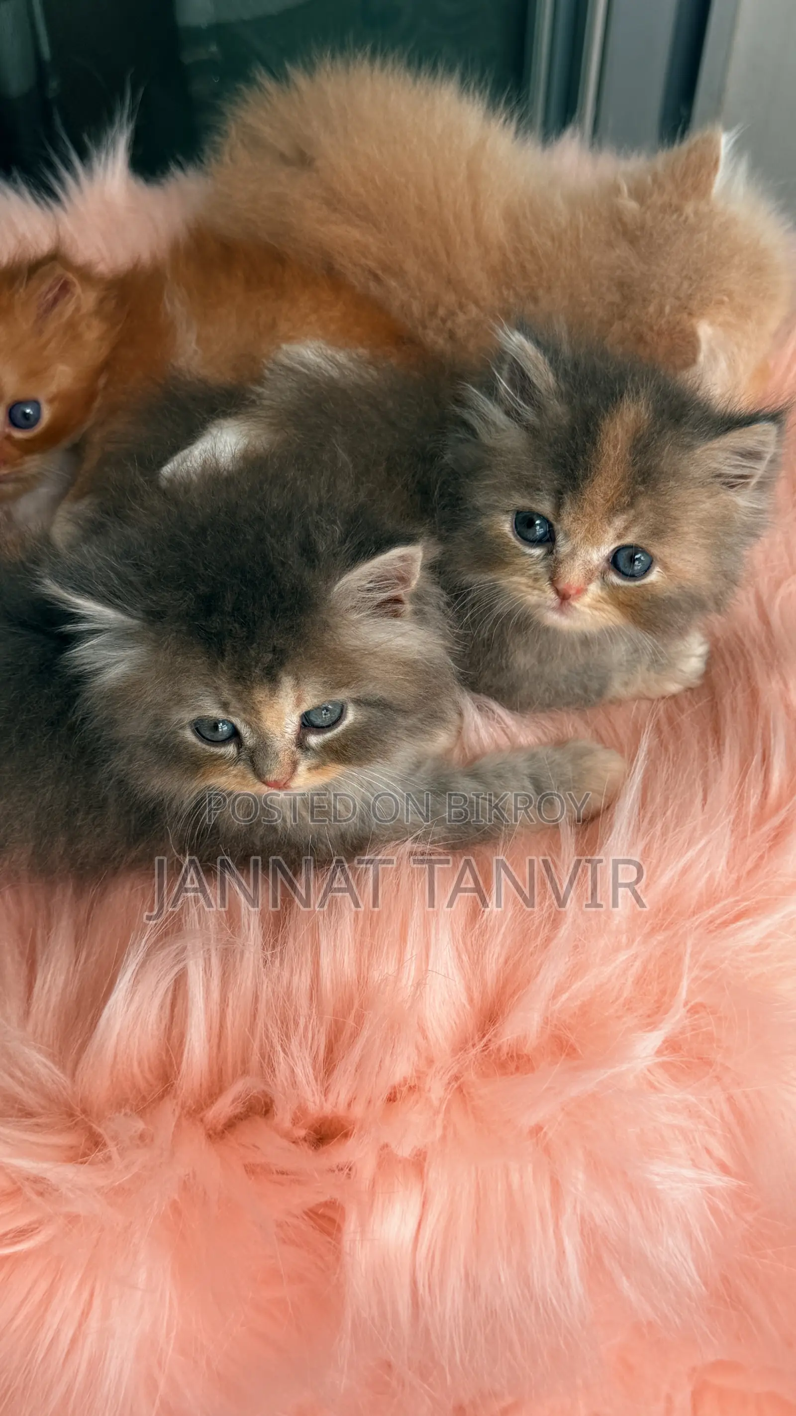 1-3 Months Female Purebred Persian
