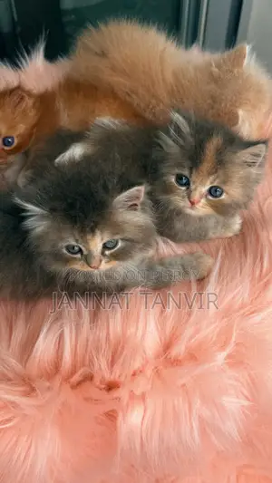 1-3 Months Female Purebred Persian
