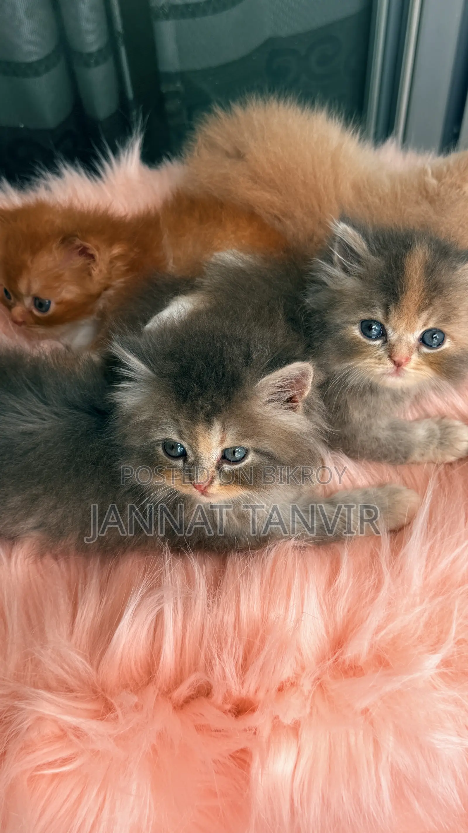 1-3 Months Female Purebred Persian