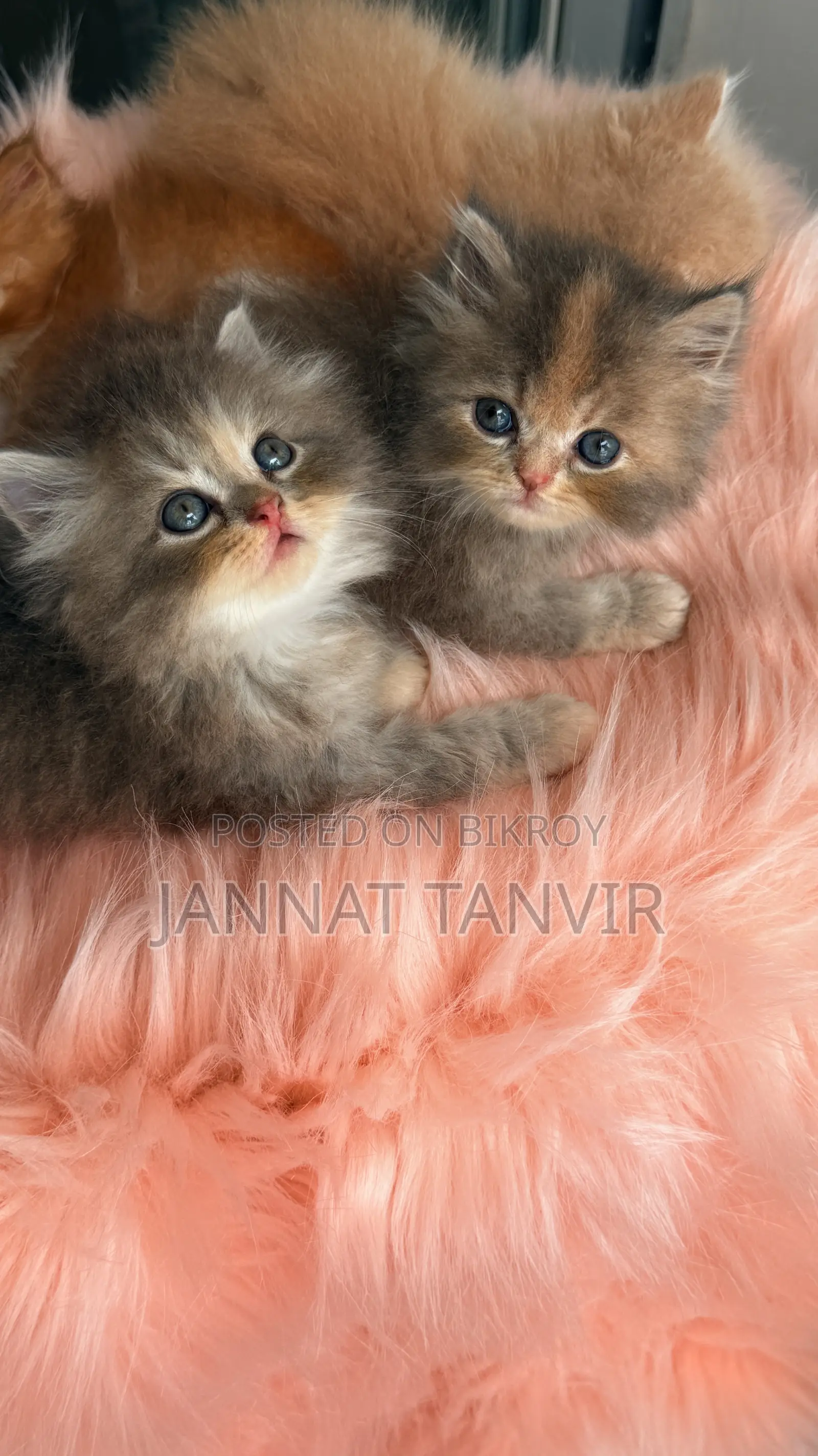 1-3 Months Female Purebred Persian