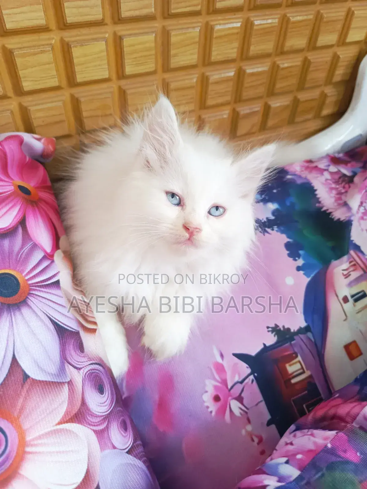 1-3 Months Female Purebred Persian