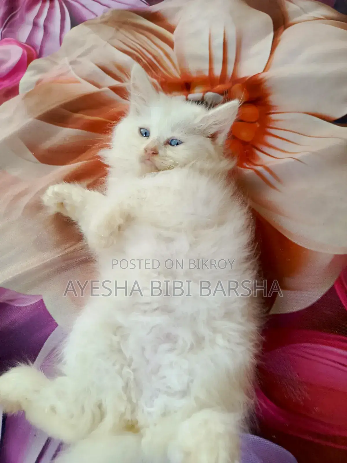 1-3 Months Female Purebred Persian