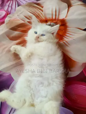 1-3 Months Female Purebred Persian