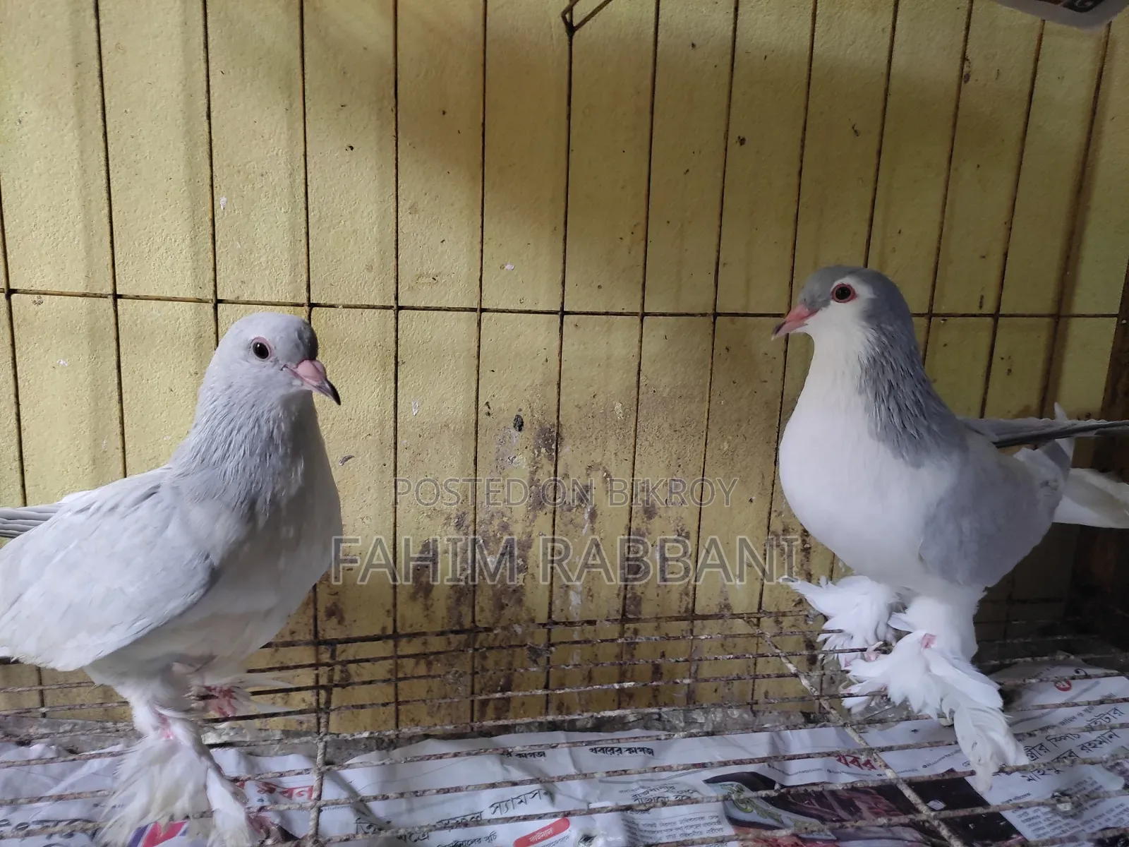Lahore Pigeon
