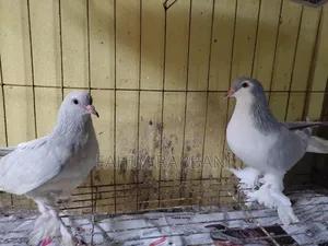 Lahore Pigeon
