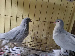 Lahore Pigeon
