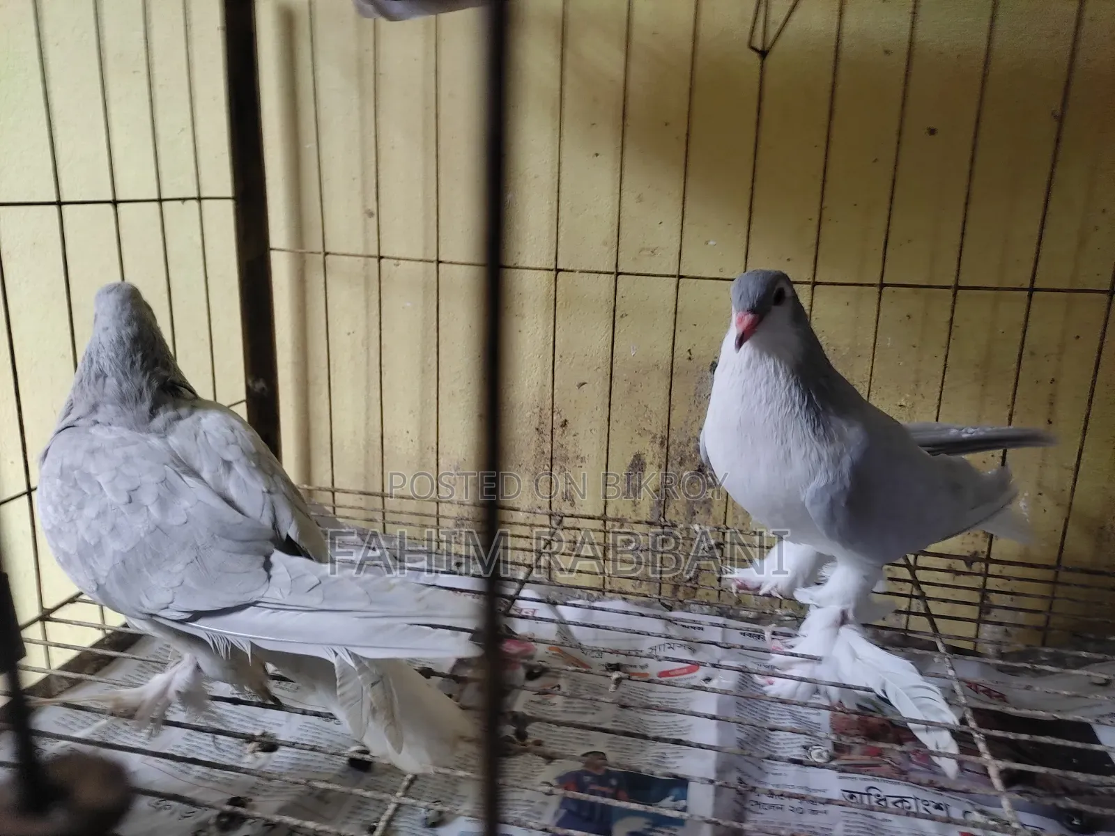 Lahore Pigeon