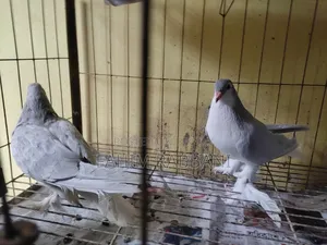 Lahore Pigeon