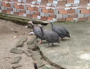 তিতির মুরগি।