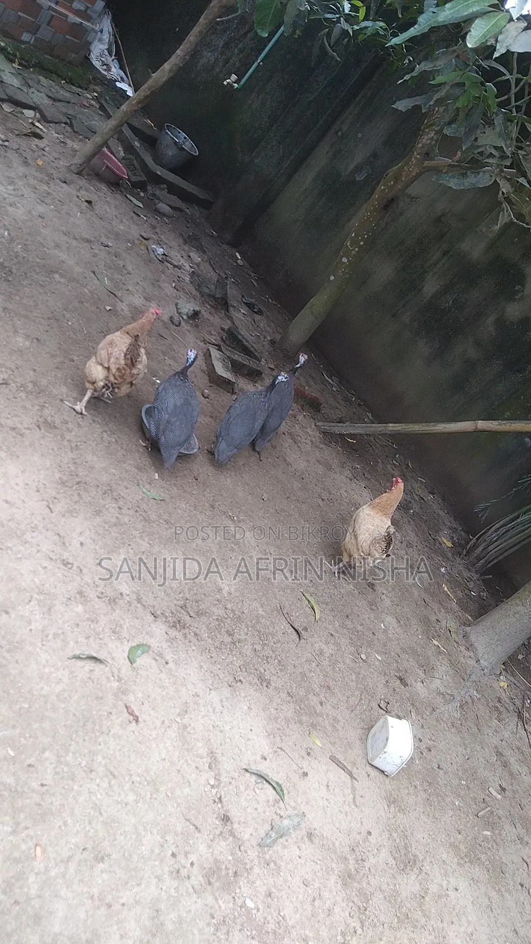 তিতির মুরগি।