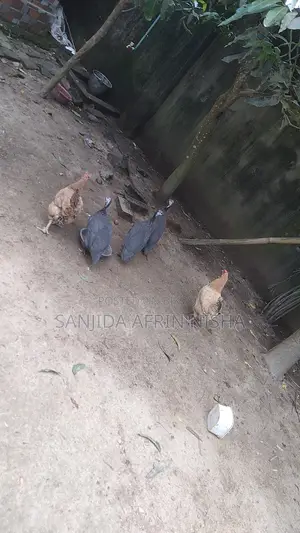 তিতির মুরগি।