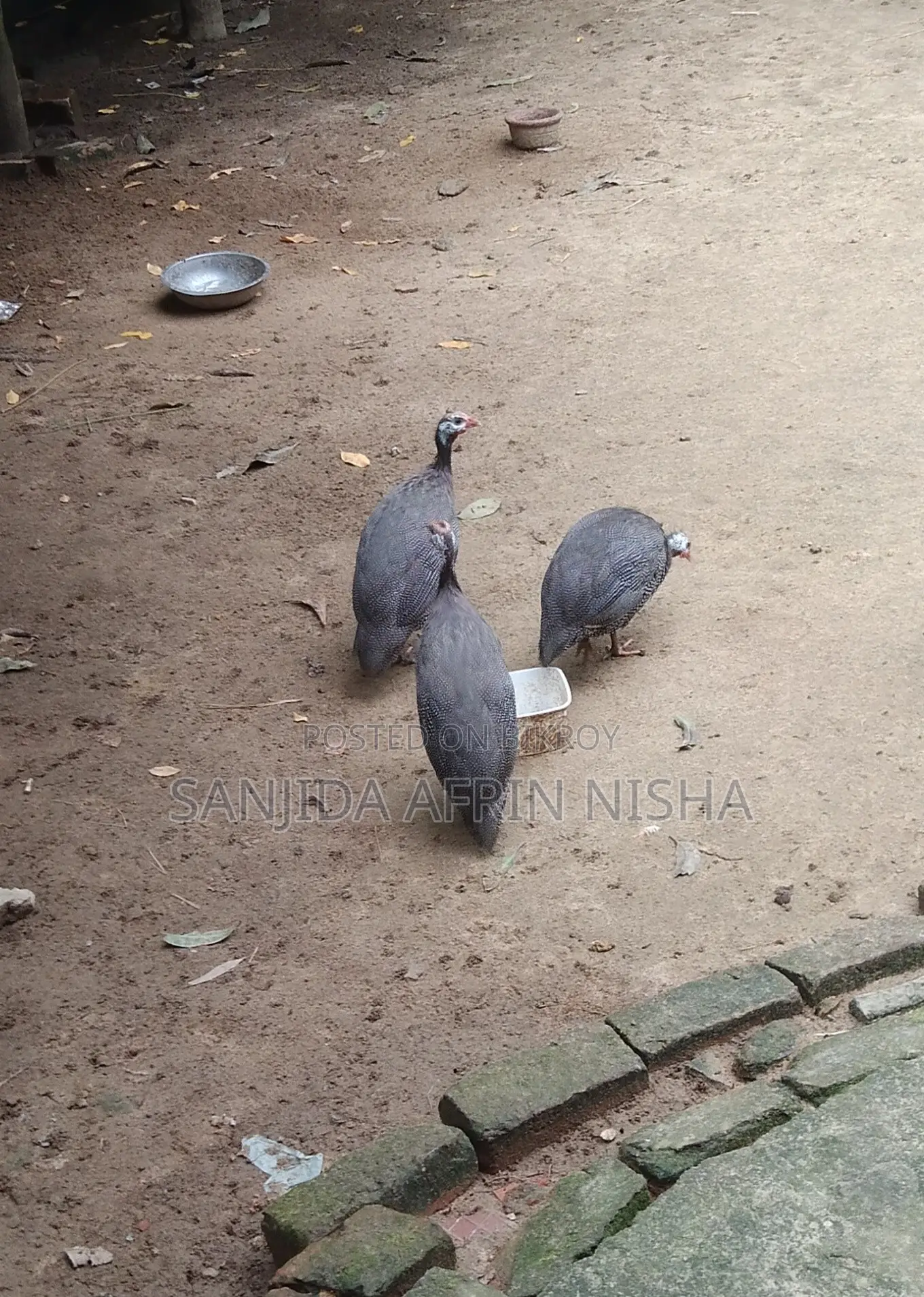 তিতির মুরগি।