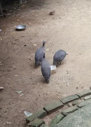 তিতির মুরগি।