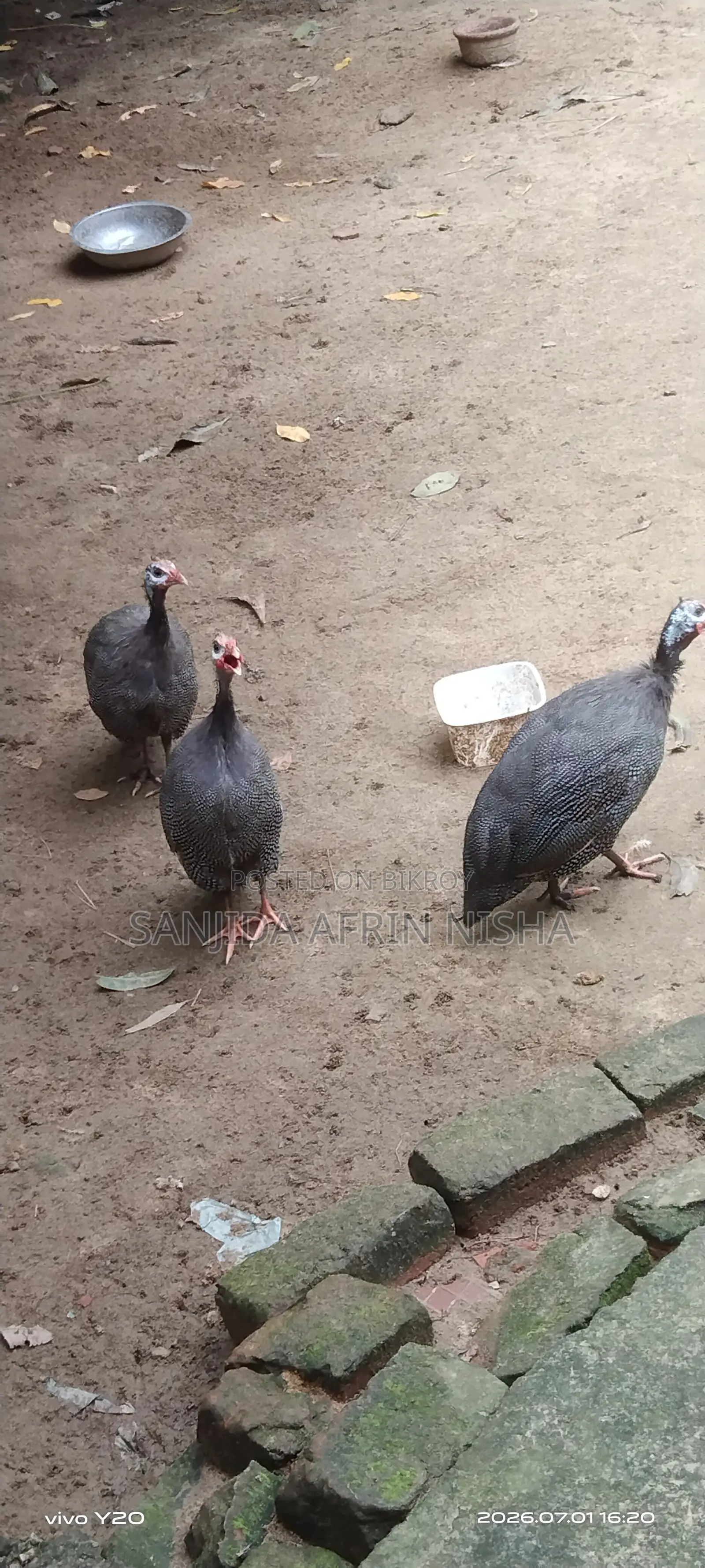 তিতির মুরগি।