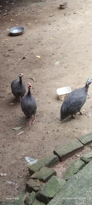 তিতির মুরগি।