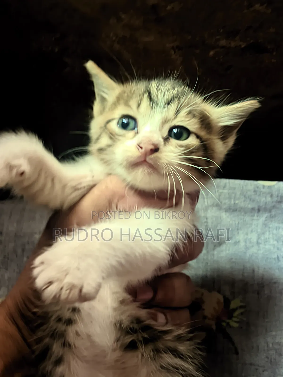 1-3 months Female Mixed Breed Persian