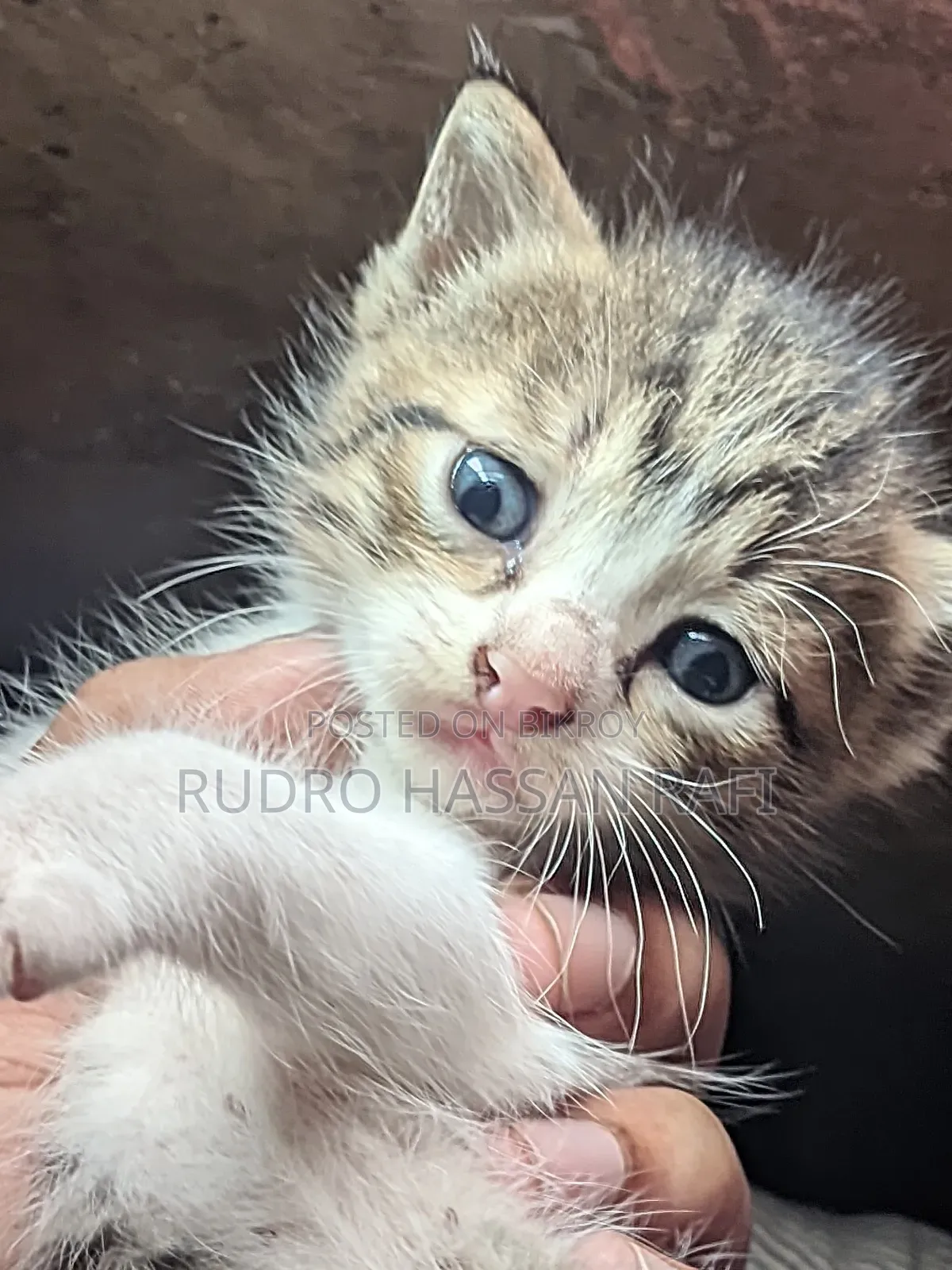 1-3 months Female Mixed Breed Persian
