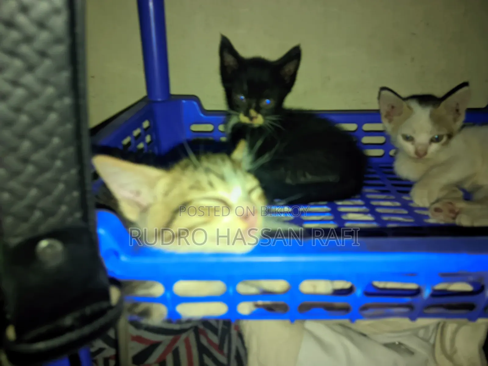 1-3 months Female Mixed Breed Persian