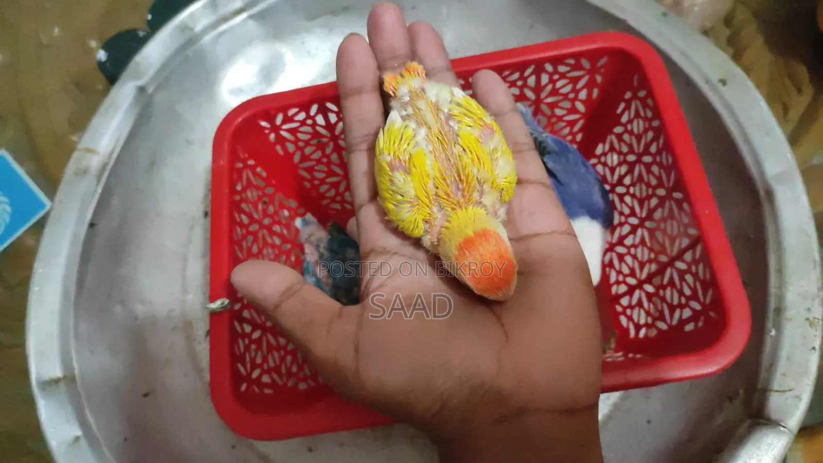 Red Hed Opline Tame Size Baby Bikri Hobe.