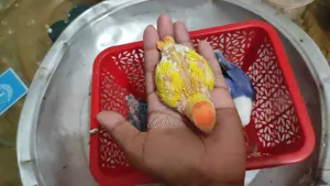 Red Hed Opline Tame Size Baby Bikri Hobe.