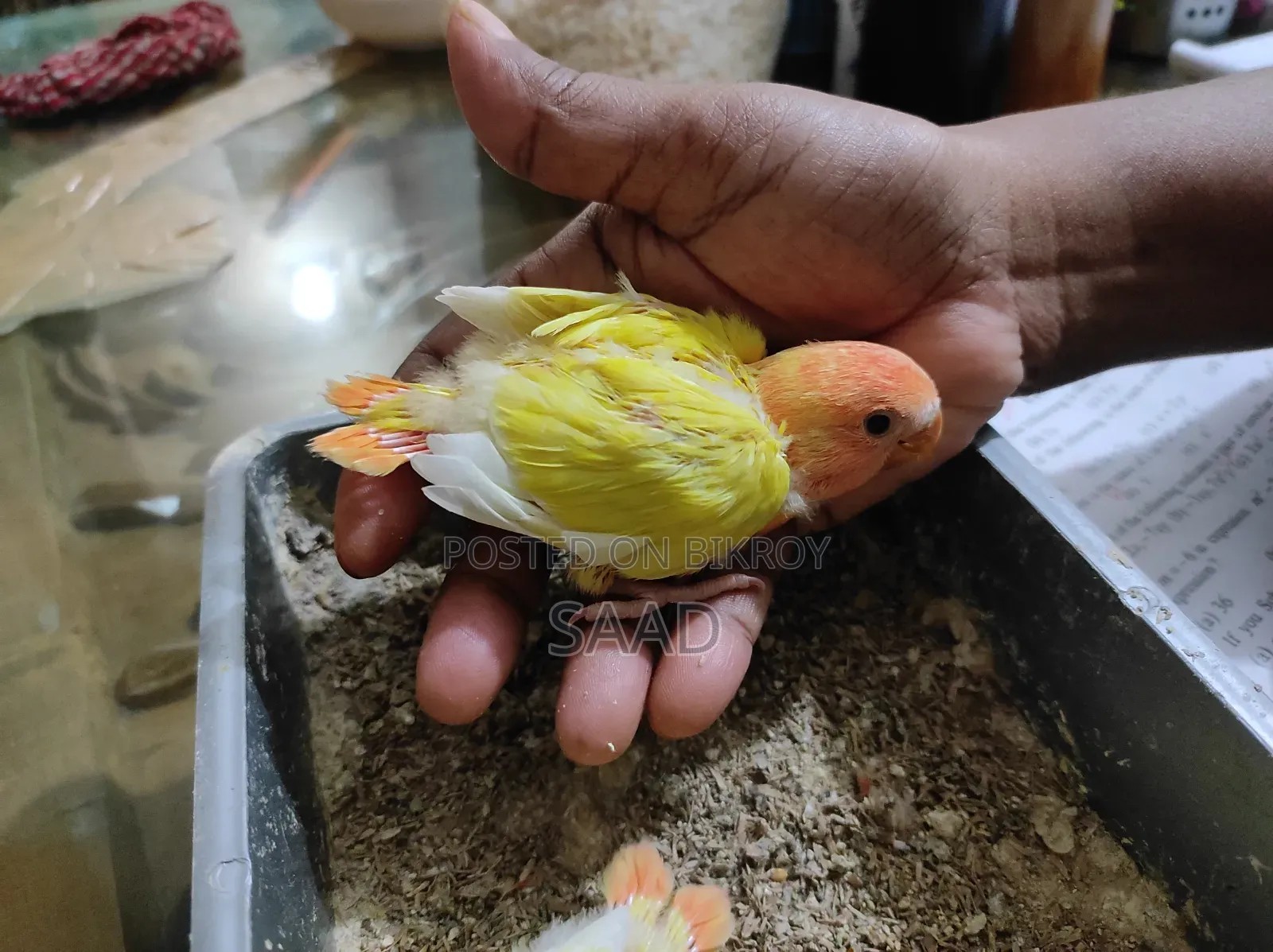 Red Hed Opline Tame Size Baby Bikri Hobe.