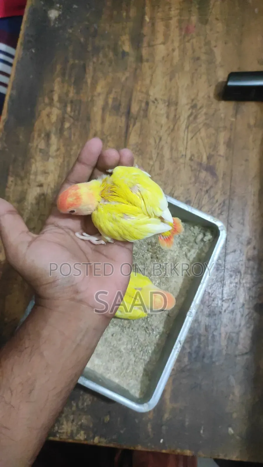 Red Hed Opline Tame Size Baby Bikri Hobe.