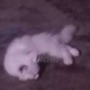 1-3 Months Male Purebred Persian