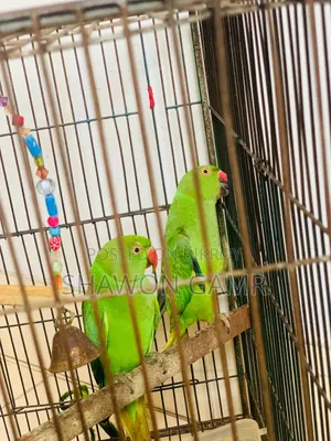 পাখিগুলো বিক্রি করা হবে