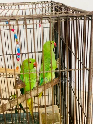 পাখিগুলো বিক্রি করা হবে