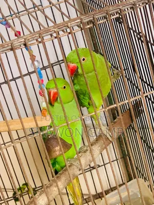 পাখিগুলো বিক্রি করা হবে