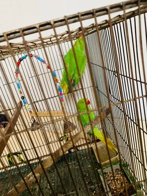 পাখিগুলো বিক্রি করা হবে