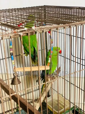 পাখিগুলো বিক্রি করা হবে