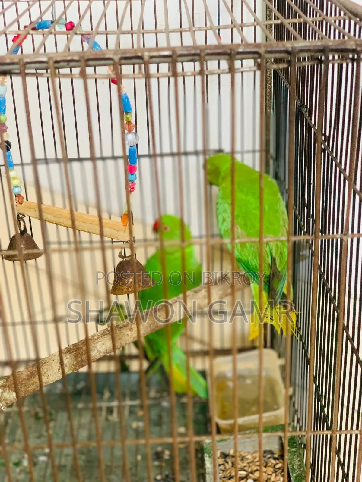 পাখিগুলো বিক্রি করা হবে