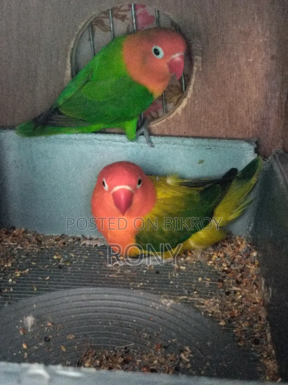 Lovebirds