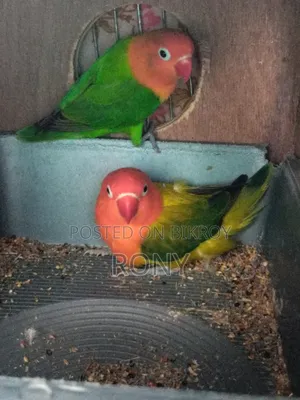 Lovebirds