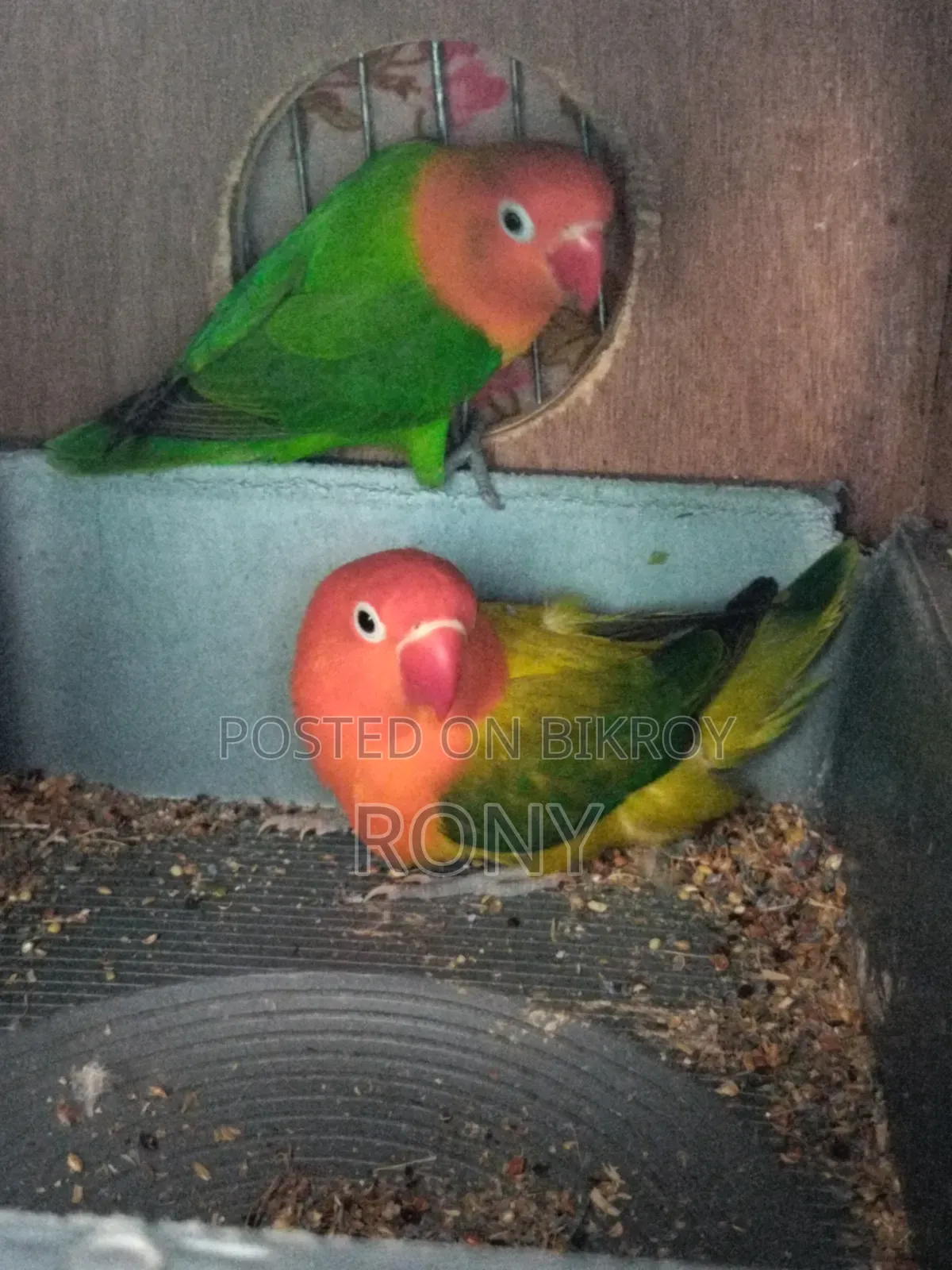 Lovebirds