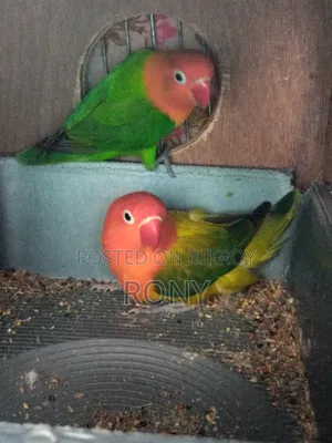 Lovebirds