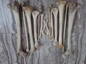 Fresh Bones