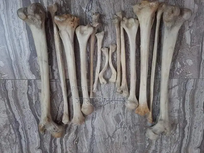 ফ্রেশ হাড়