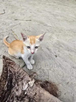 1-3 Months Female Mixed Breed Bengal