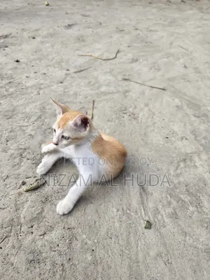 1-3 Months Female Mixed Breed Bengal