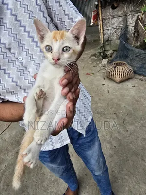 1-3 Months Female Mixed Breed Bengal